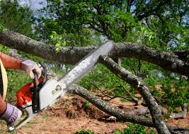 How Our Tree Care Process Works  in Edinboro, PA